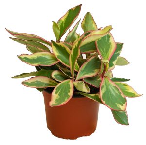 Peperomia Ginny or Tricolor Peperomia 1