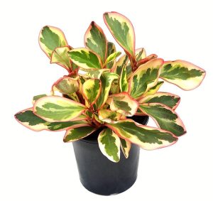 Peperomia Ginny or Tricolor Peperomia 2