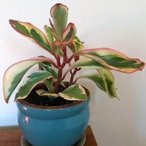 Peperomia Ginny or Tricolor Peperomia 3