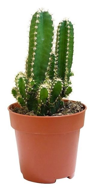Peruvian Cactus Cereus Peruvianus 1