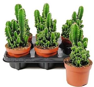 Peruvian Cactus Cereus Peruvianus 2
