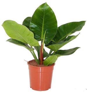 Philodendron Imperial Green 1
