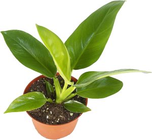 Philodendron Imperial Green 2