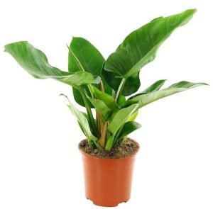 Philodendron Imperial Green 3