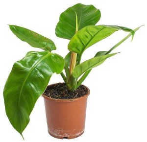 Philodendron Imperial Green 4