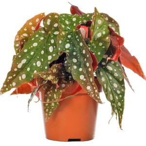 Polka Dot begonia Begonia Maculata 1