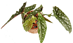 Polka Dot begonia Begonia Maculata 2