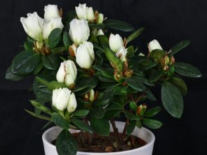 Rhododendron simsii 1