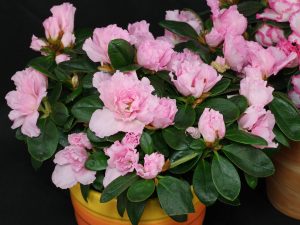 Rhododendron simsii 2