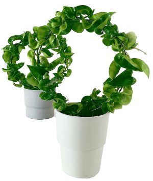 Rope Plant Hoya Carnosa Compacta Porcelain Flower 3