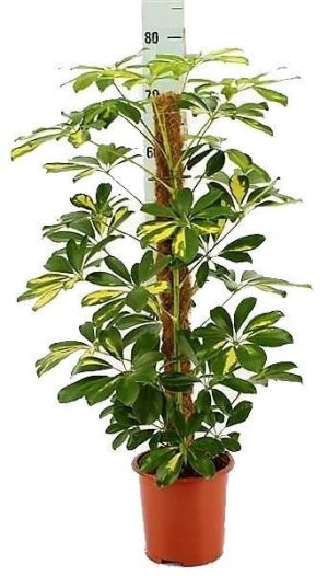 Schefflera Arboricola Gold Capella Dwarf Umbrella Tree 3