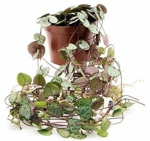 String of Hearts Ceropegia Woodii Variegated 3