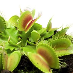 Venus Flytrap Dionaea Muscipula 4